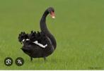 Zwarte zwaan man, Oie ou Cygne