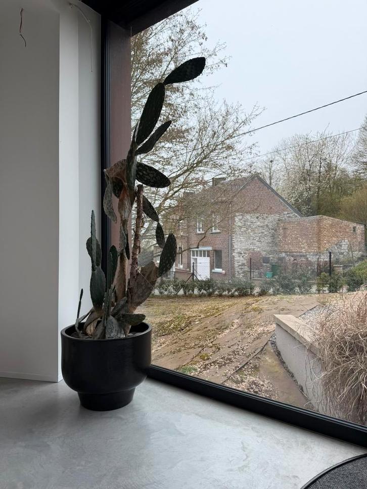 Grand cactus de Sicile 195 cm + grand pot noir design, Huis en Inrichting, Kamerplanten, Cactus, Ophalen