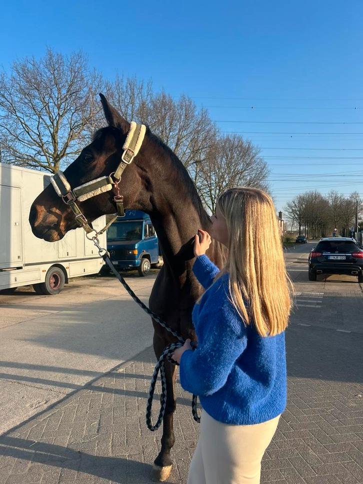 Halve stal gezocht, Animaux & Accessoires, Chevaux & Poneys | Produits de soin, Comme neuf, Enlèvement ou Envoi