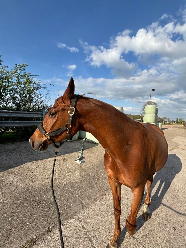 Welsh part bred, Animaux & Accessoires, Chevaux, Hongre, B, Moins de 160 cm, 3 à 6 ans, Cheval de récréation, Avec pedigree, Avec puce électronique