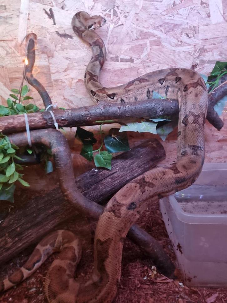 0.1 hypo jungle het kahl albino boa constrictor imperator, Dieren en Toebehoren, Reptielen en Amfibieën