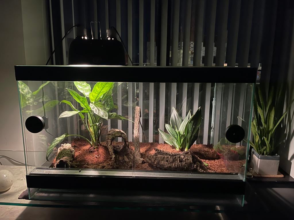 Leachianus met terrarium, Dieren en Toebehoren, Reptielen en Amfibieën | Toebehoren, Zo goed als nieuw, Terrarium of Paludarium