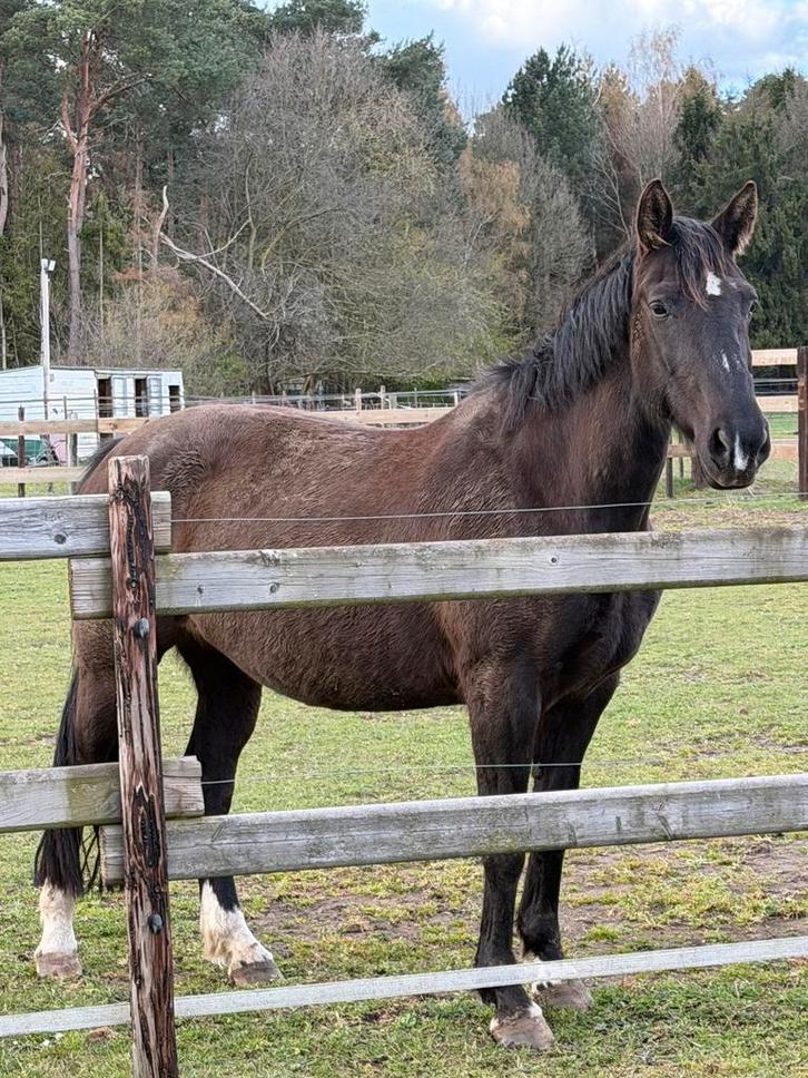 Draagmerrie/weidemaatje te koop, Animaux & Accessoires, Chevaux, Jument