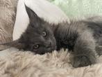 Maine Coon kitten, Dieren en Toebehoren, Meerdere dieren, Met stamboom, 0 tot 2 jaar