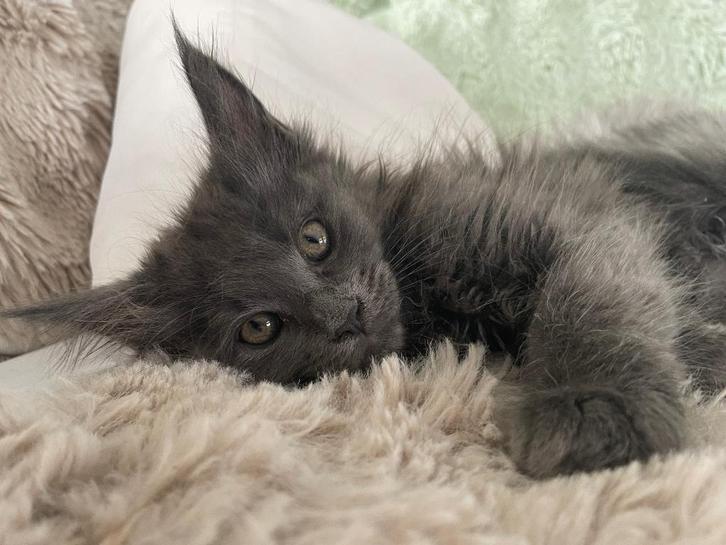 Maine Coon kitten, Dieren en Toebehoren, Katten en Kittens | Raskatten | Langhaar, Meerdere dieren, 0 tot 2 jaar, Met stamboom