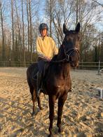 3-jarige springgefokte ruin, Dieren en Toebehoren, Paarden, Springpaard, Met stamboom, Ruin, Zadelmak