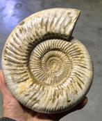 Ammonite Madagascar 20x17 cm, Collections, Minéraux & Fossiles, Enlèvement ou Envoi, Fossile