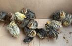 Kwartel, Dieren en Toebehoren, Pluimvee, Meerdere dieren, Overige soorten