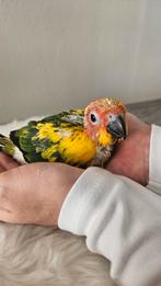 Mooie jonge handtamme zonparkiet, Dieren en Toebehoren