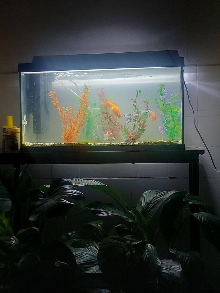 Aquarium met 4 vissen 105L, Animaux & Accessoires, Plantes incluses, Comme neuf, Enlèvement, Autres types