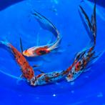 Shubunkin + 8 goudvissen, Dieren en Toebehoren, Goudvis(sen)