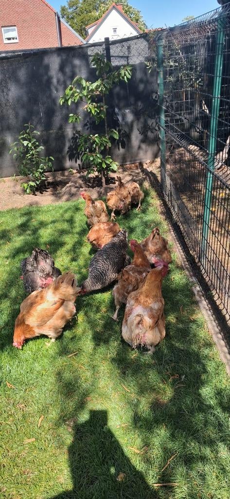 Hennen, Dieren en Toebehoren