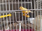 Kanarie, Dieren en Toebehoren, Vogels | Kanaries