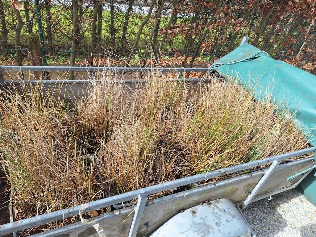 Plantes aquatiques, Enlèvement