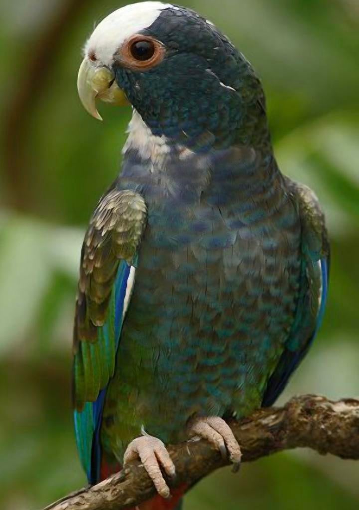 Pionus senilis, Dieren en Toebehoren, Vogels | Parkieten en Papegaaien, Mannelijk, Papegaai, Geringd
