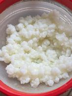 Verse yoghurtbloemetjes (melk kefir), Divers, Produits alimentaires, Enlèvement