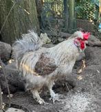 Zijdehoen gratis, Mâle, Poule ou poulet