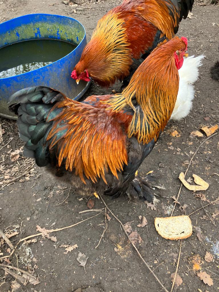 Brahma haan, Dieren en Toebehoren, Mannelijk, Kip