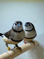 Bichenowastrilde ruilen en gevraagd, Dieren en Toebehoren