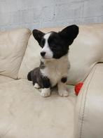 Prachtige welsh corgi pups, Animaux & Accessoires, Chiens | Bergers & Bouviers, Autres races, 8 à 15 semaines, Plusieurs, Éleveur | Loisir