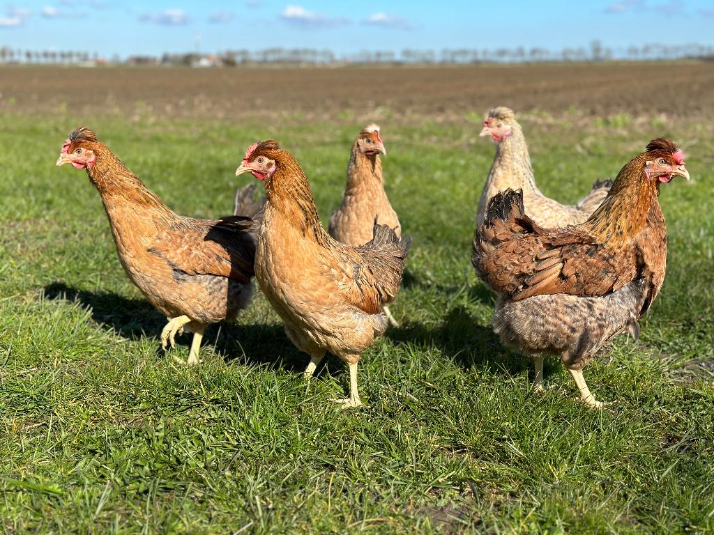 Jonge tamme Cream legbar kuikens gesekst en ingeënt, Femelle, Poule ou poulet