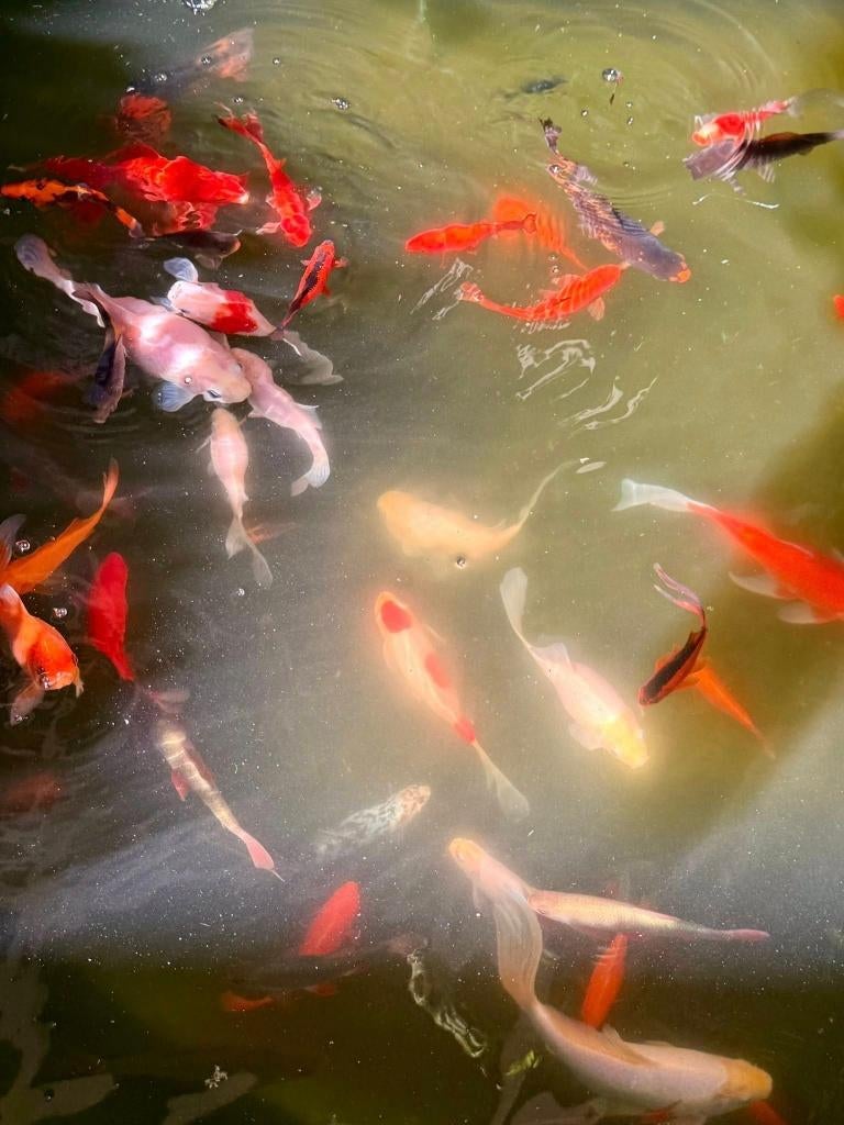 vijver visjes, Tuin en Terras, Vijvers, Ophalen, Nieuw