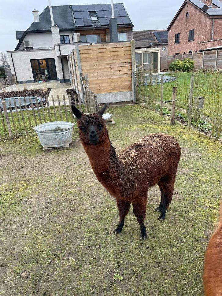 Alpaca merrie, Dieren en Toebehoren, Overige Dieren, Vrouwelijk, November