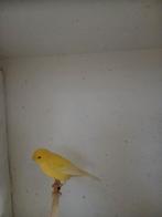 Kanarie koppel, Dieren en Toebehoren, Vogels | Kanaries