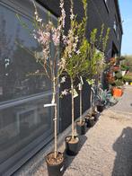 Amandelboom, Ophalen