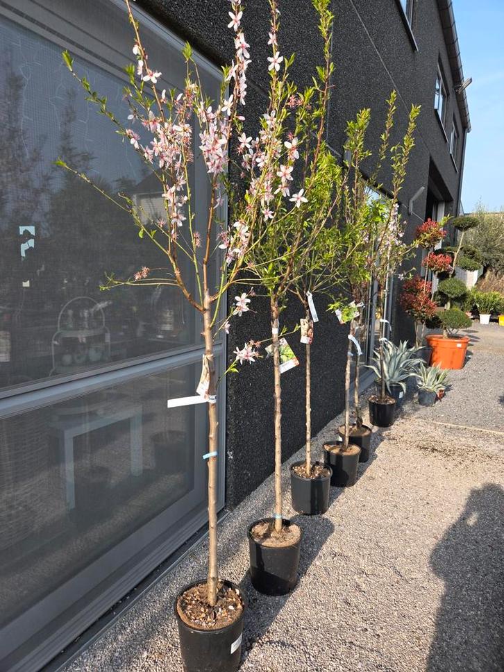 Amandelboom, Tuin en Terras, Planten | Fruitbomen, Ophalen