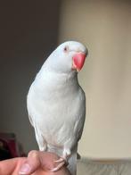 Halsband parkiet Albino tam, Perruche, Domestique