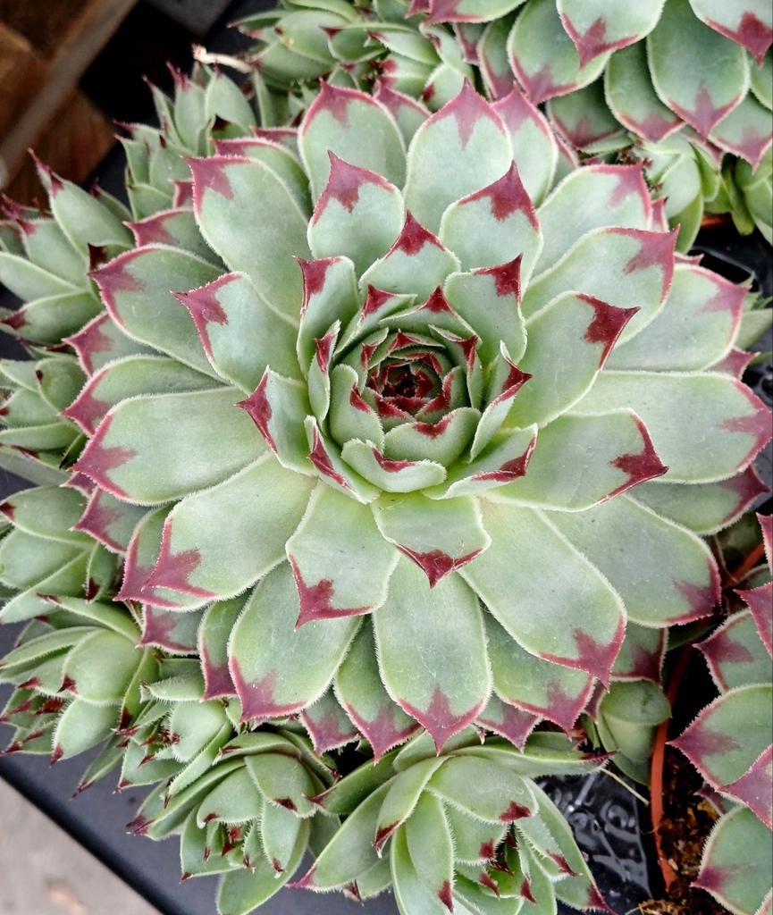 1 mei = plantenmarkt schorre BOOM, Tuin en Terras, Planten | Tuinplanten, Ophalen of Verzenden, Lente, Kruiden