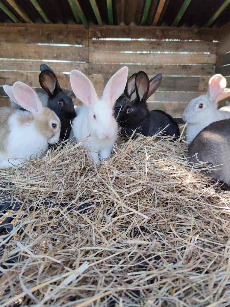 Konijnen 3 maand oud(Nog beschikbaar), Dieren en Toebehoren