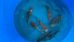 Japanse koi 15-20cm, Dieren en Toebehoren, Karper of Koi
