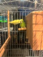 Bewezen koppel Forpussen, Dieren en Toebehoren, Meerdere dieren, Dwergpapegaai of Agapornis, Geringd