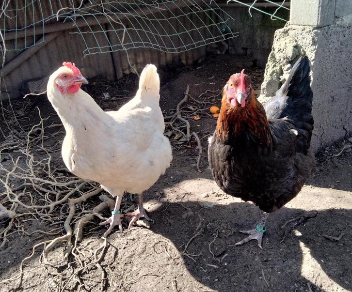 legkippen, Dieren en Toebehoren, Pluimvee, Kip, Vrouwelijk