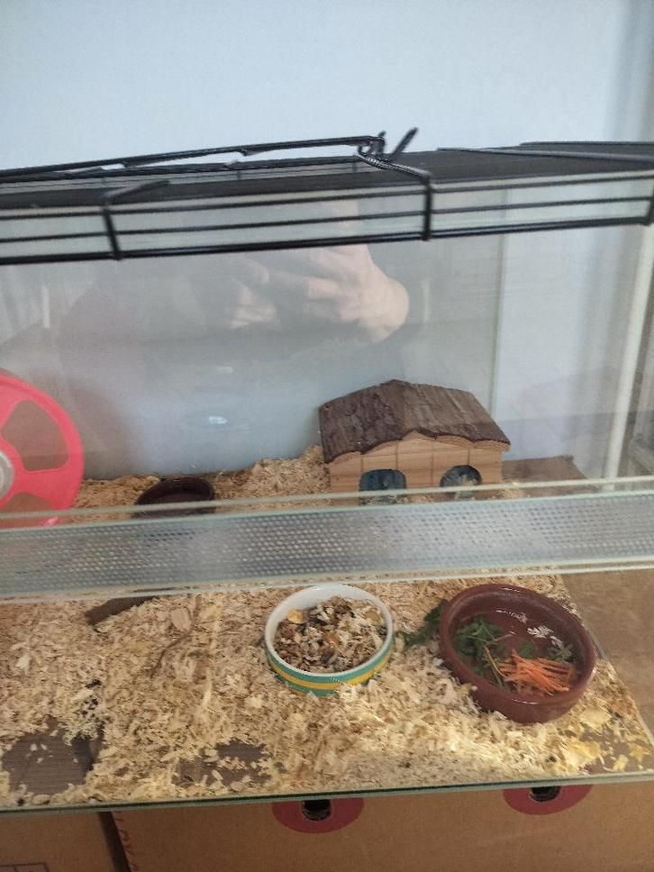 Kooi met hamster, Animaux & Accessoires, Rongeurs & Lapins | Cages & Clapiers, Cage, Hamster, Enlèvement