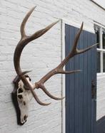 Ongelijk 10-ender EDELHERT GEWEI op houten schild (# B), Verzamelen, Dierenverzamelingen, Ophalen, Gebruikt, Hert, Gewei of Kop