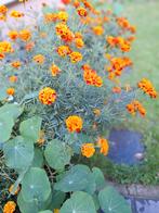 Tagetes, stinkertjes of afrikaantjes zaden, Enlèvement, Toute l'année, Graine