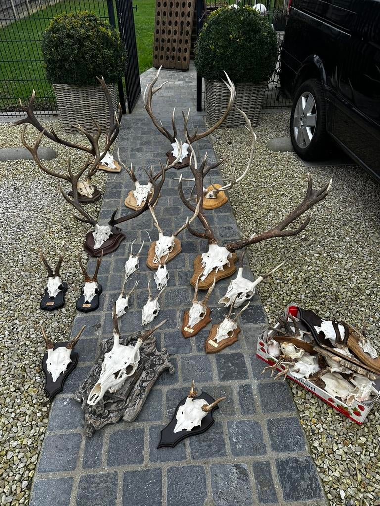 Jacht trofee schedels geweien herten, Ophalen