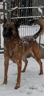 Mechelse herder teefje, 3 à 5 ans, Particulier, Hépatite contagieuse (maladie de Rubarth), Un chien
