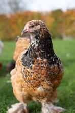 Broedeieren Brahma, Dieren en Toebehoren, Pluimvee, Geslacht onbekend, Kip