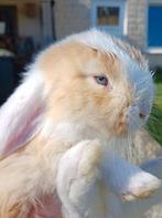 Knappe  lief franse hangoor ram, Dieren en Toebehoren, Mannelijk, Groot, Hangoor, 0 tot 2 jaar