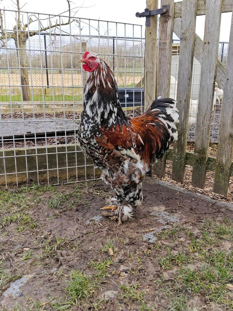 Brahma roodporselein haan, Dieren en Toebehoren, Pluimvee, Mannelijk, Kip