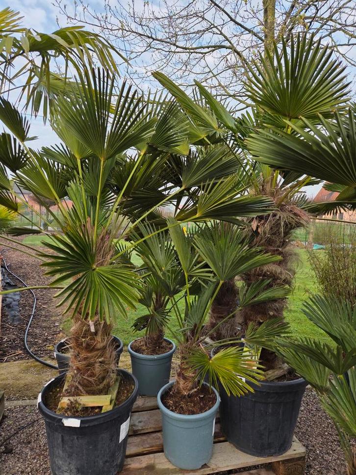 Palmboom Trachycarpus Wagnerianus, Jardin & Terrasse, Plantes | Jardin, Enlèvement