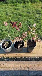 Plantes vivaces 'Mahonias' en pot., Jardin & Terrasse, Enlèvement, Arbuste, Moins de 100 cm