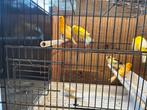 Kanaries: 4 popjes en 2 mannetjes te koop