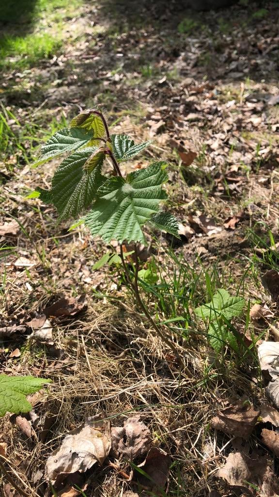 Wilde notelaar, Ophalen