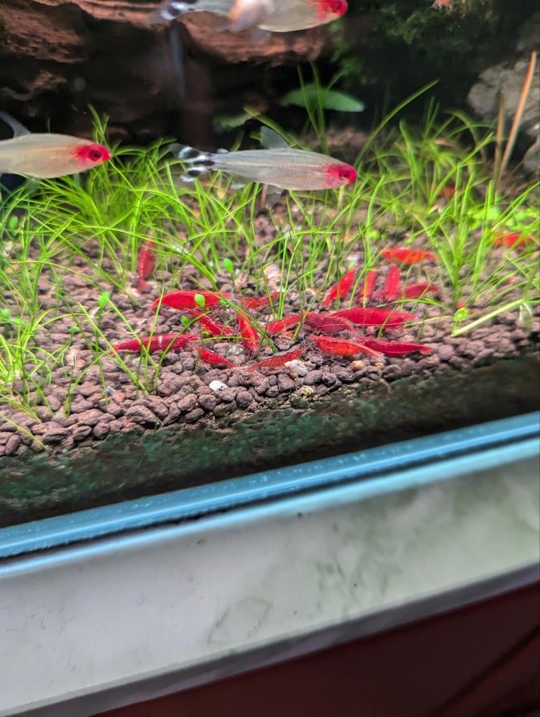 Overnemen visbestand