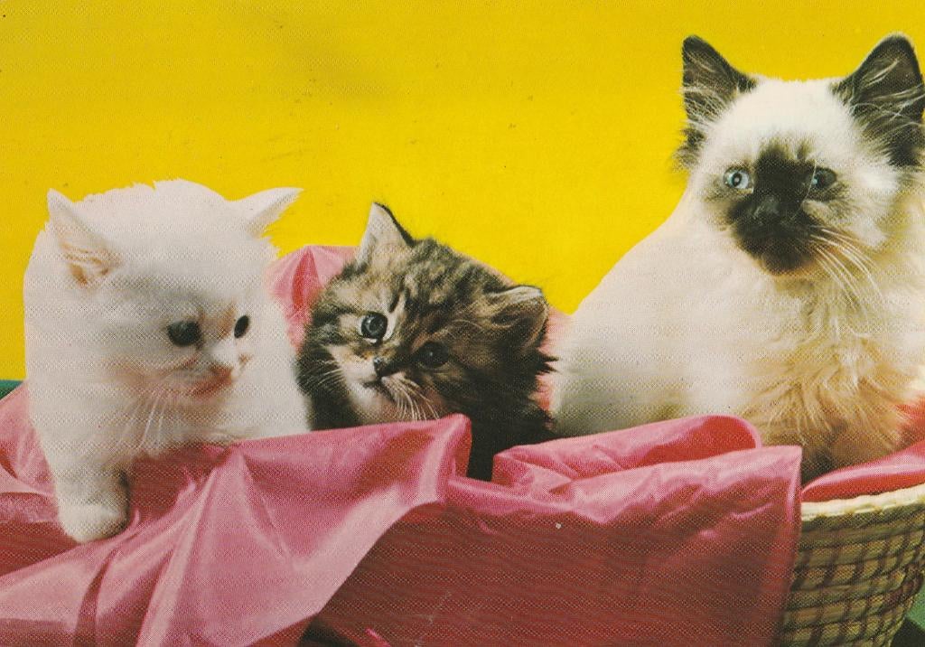 KATTEN   5, Collections, Cartes postales | Animaux, Envoi, 1980 à nos jours, Affranchie, Chien ou Chat